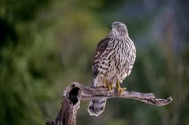 Attēlu rezultāti vaicājumam “Accipiter gentilis”