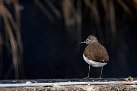 Attēlu rezultāti vaicājumam “Tringa ochropus”