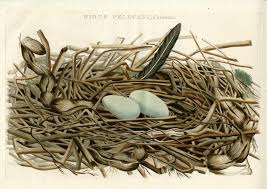 Attēlu rezultāti vaicājumam “Phalacrocorax carbo nest”