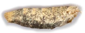 Attēlu rezultāti vaicājumam “Pseudeustrotia candidula”