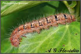 Attēlu rezultāti vaicājumam “Lasiocampa quercus larva”