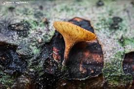 Attēlu rezultāti vaicājumam “Rutstroemia firma”