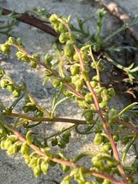 Attēlu rezultāti vaicājumam “Artemisia campestris leaf”