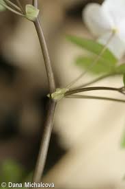 Attēlu rezultāti vaicājumam “Isopyrum thalictroides leaf”