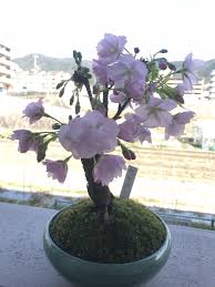 Attēlu rezultāti vaicājumam “Prunus (sakura)”