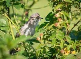Attēlu rezultāti vaicājumam “Sylvia curruca adult”