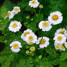 Image result for Tanacetum parthenium