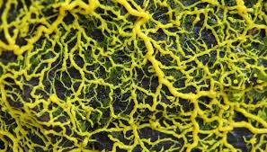 Attēlu rezultāti vaicājumam “Physarum bitectum”