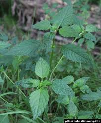 Attēlu rezultāti vaicājumam “Galeopsis tetrahit”