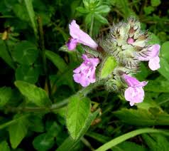 Attēlu rezultāti vaicājumam “Clinopodium vulgare”