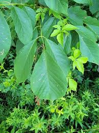 Attēlu rezultāti vaicājumam “Cladrastis kentukea leaf”