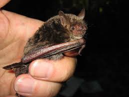 Attēlu rezultāti vaicājumam “Myotis dasycneme”