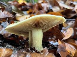 Attēlu rezultāti vaicājumam “Tricholoma flavovirens”