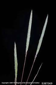 Attēlu rezultāti vaicājumam “Phleum phleoides fruit”