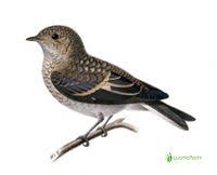 Attēlu rezultāti vaicājumam “Ficedula hypoleuca juvenile”