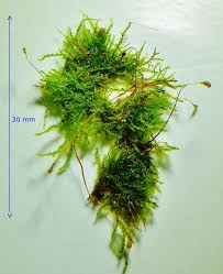 Attēlu rezultāti vaicājumam “Campylium chrysophyllum”