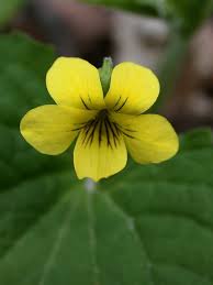 Attēlu rezultāti vaicājumam “Viola epipsila flower”