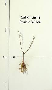 Attēlu rezultāti vaicājumam “Betula humilis female flower”