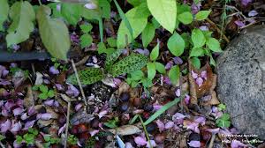 Attēlu rezultāti vaicājumam “Dactylorhiza maculata leaf”