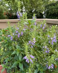 Image result for Dracocephalum moldavicum