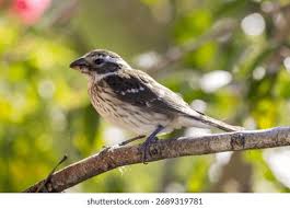 Image result for Pheucticus ludovicianus