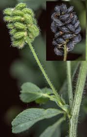 Attēlu rezultāti vaicājumam “Medicago lupulina bud”