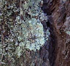 Attēlu rezultāti vaicājumam “Parmeliopsis ambigua”