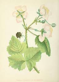 Attēlu rezultāti vaicājumam “Rubus plicatus flower”