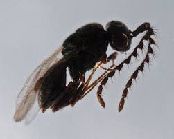 Attēlu rezultāti vaicājumam “Macrosiphoniella absinthii”