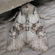 Attēlu rezultāti vaicājumam “Apamea sordens”