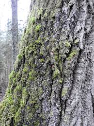 Attēlu rezultāti vaicājumam “Parmeliella triptophylla”