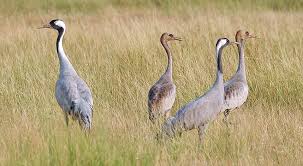 Attēlu rezultāti vaicājumam “Grus grus”