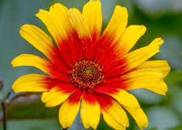 Image result for Heliopsis scabra