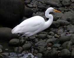 Attēlu rezultāti vaicājumam “Egretta alba”