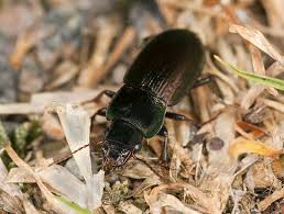 Attēlu rezultāti vaicājumam “Harpalus sp.”