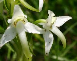 Attēlu rezultāti vaicājumam “Platanthera chlorantha”