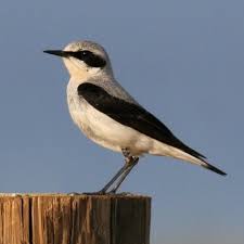 Image result for Oenanthe oenanthe