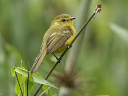 Attēlu rezultāti vaicājumam “Flaviporus citrinellus”
