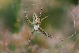 Attēlu rezultāti vaicājumam “Araneidae”