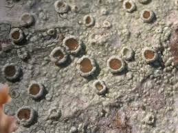 Attēlu rezultāti vaicājumam “Caloplaca scopularis”