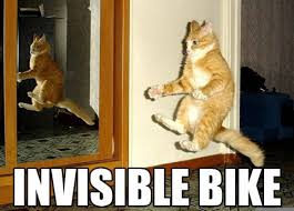 Image result for invisible cat