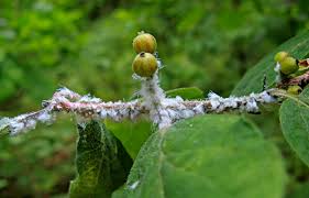 Attēlu rezultāti vaicājumam “Prociphilus xylostei”