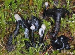 Attēlu rezultāti vaicājumam “Holwaya mucida”