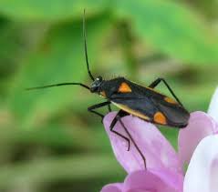 Attēlu rezultāti vaicājumam “Capsodes gothicus”
