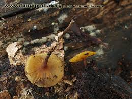 Attēlu rezultāti vaicājumam “Rutstroemia firma”