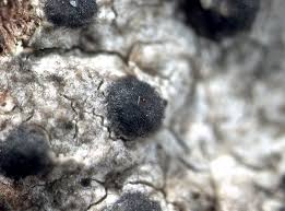 Attēlu rezultāti vaicājumam “Acrocordia gemmata”