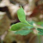 Attēlu rezultāti vaicājumam “Isopyrum thalictroides leaf”