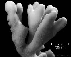 Attēlu rezultāti vaicājumam “Pistillaria sp.”