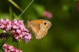 Attēlu rezultāti vaicājumam “Maniola jurtina”