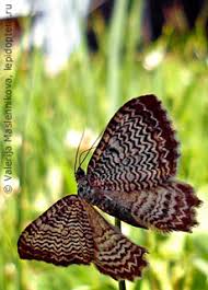 Attēlu rezultāti vaicājumam “Hydria undulata”
